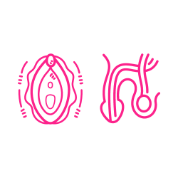 Genitals